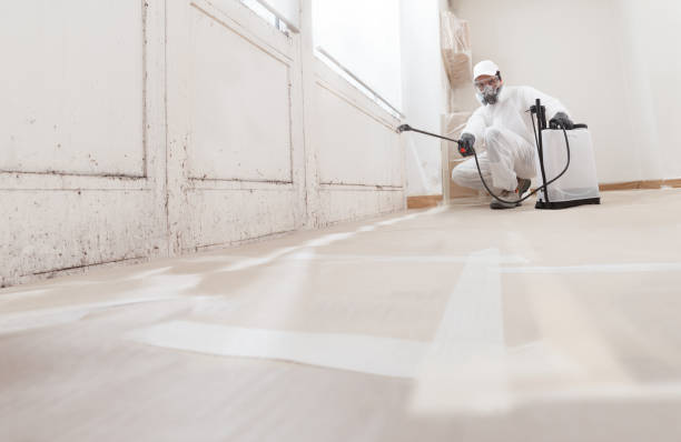 Professional mold remediation in progress